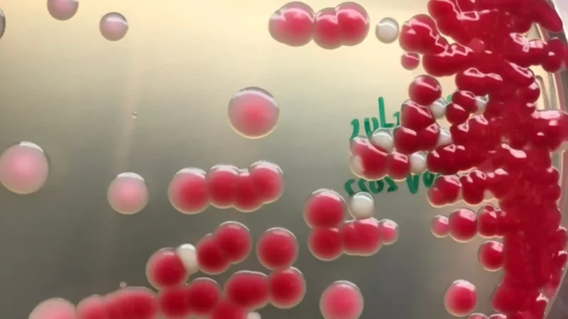 Microbiologia Aplicada